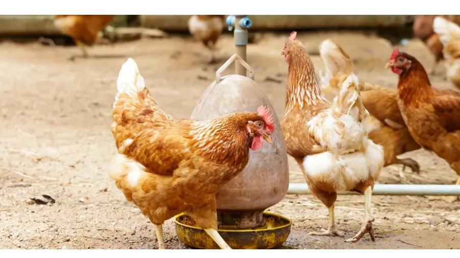 Gallinas-25-02-17-01