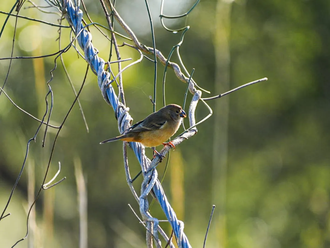 Parque-Caraguata-25-12-07-02