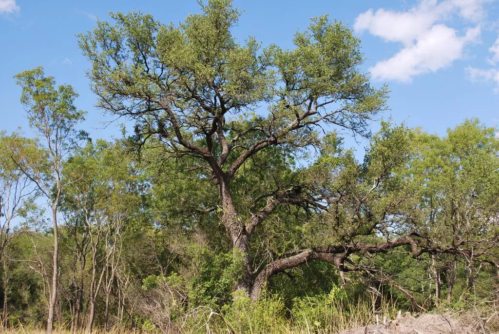 Plantas-del-quebrachal-22-11-09-02