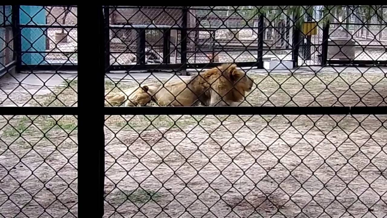 zoológico-de-Saenz-Penia-01