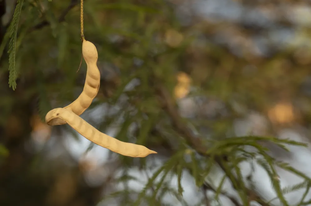 Colecta de algarroba_diciembre2022_ ph Miranda Volpe__DSC0820