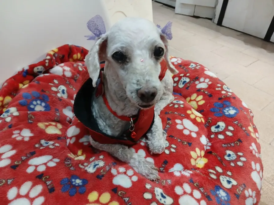 Perri-Julia-25-08-08-03