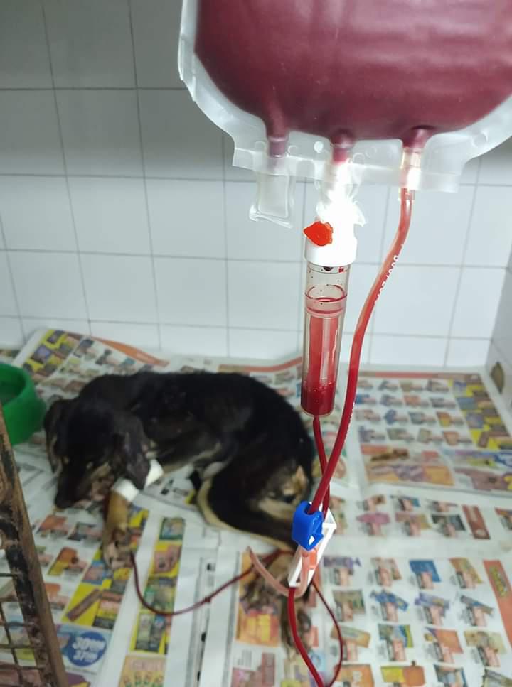 transfusion-de-sangre-a-un-perro 2020-06-18