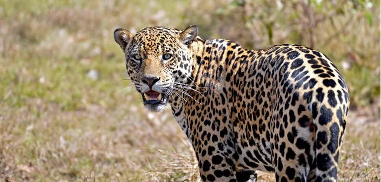 Jaguar-Rivers-26-09-29-02