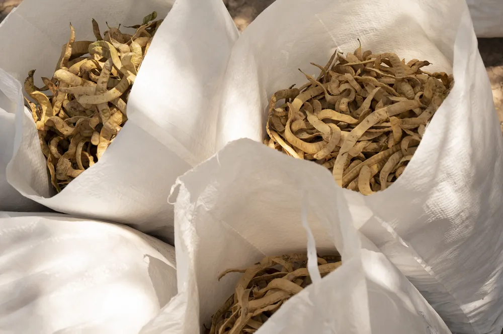 Colecta de algarroba_diciembre2022_ ph Miranda Volpe__DSC0689