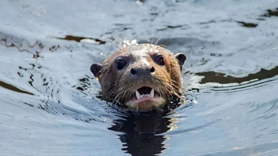 Nutria-gigante-25-02-11-02