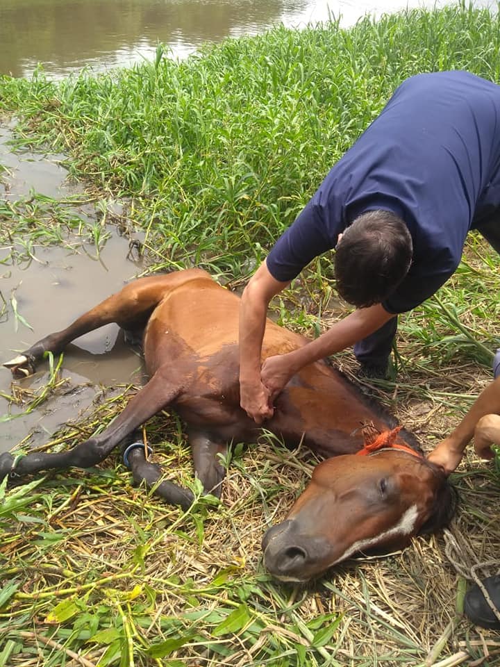 Asociacion-Libera-Chaco-Yegua-20-01-06-01