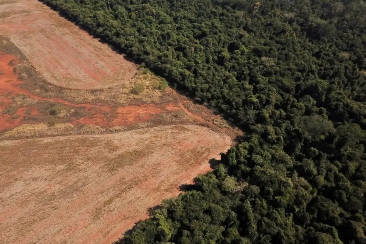 Quebracho-colorado-deforestacion-ilegal-25-09-03-01