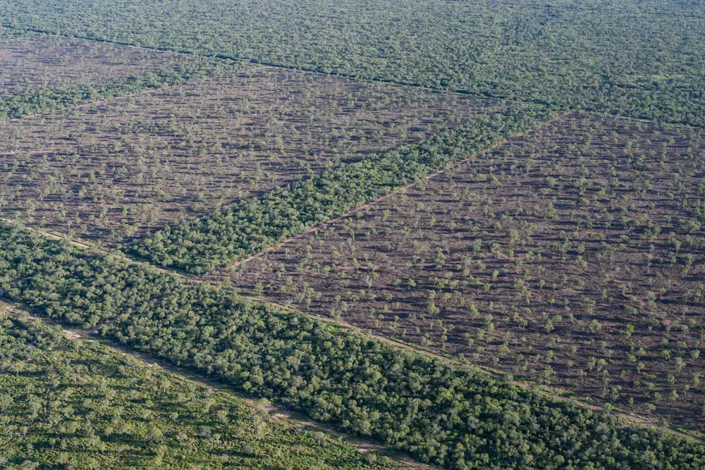 Desmontes-Norte-Argentina-enero-junio-2024-24-07-11-03