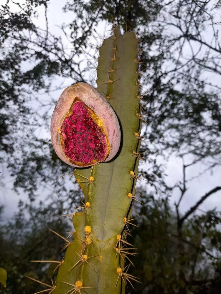Parque-Natural-Loro-Hablador-22-05-20-11
