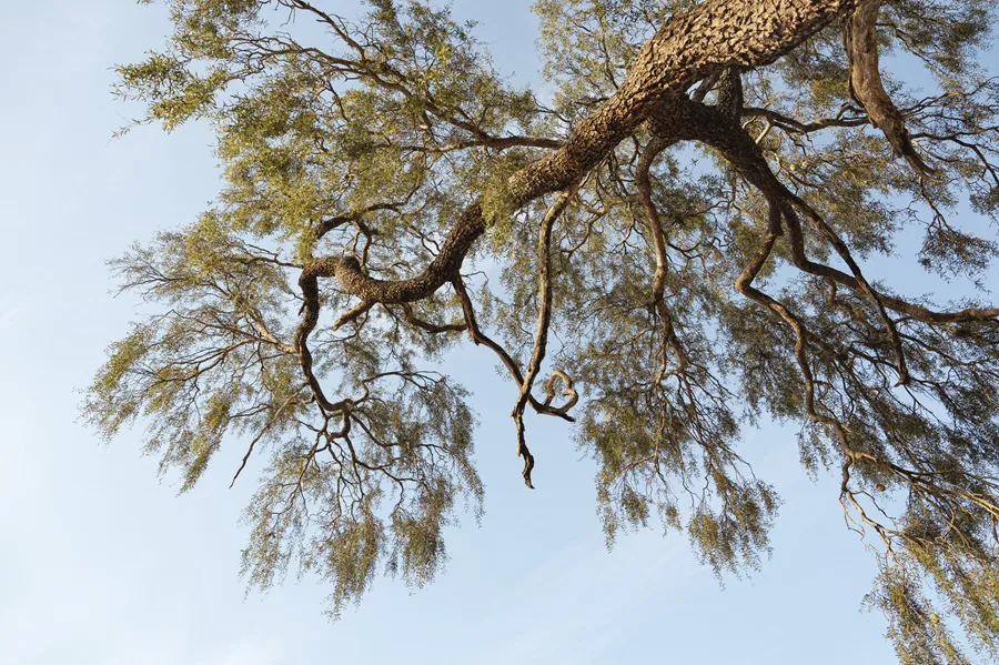 TNC-Gran-Chaco-Argentina-25-10-24-06