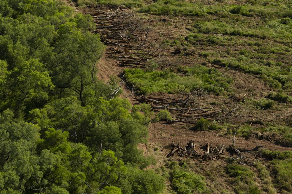 Greenpeace-desmonte-19-05-24-02