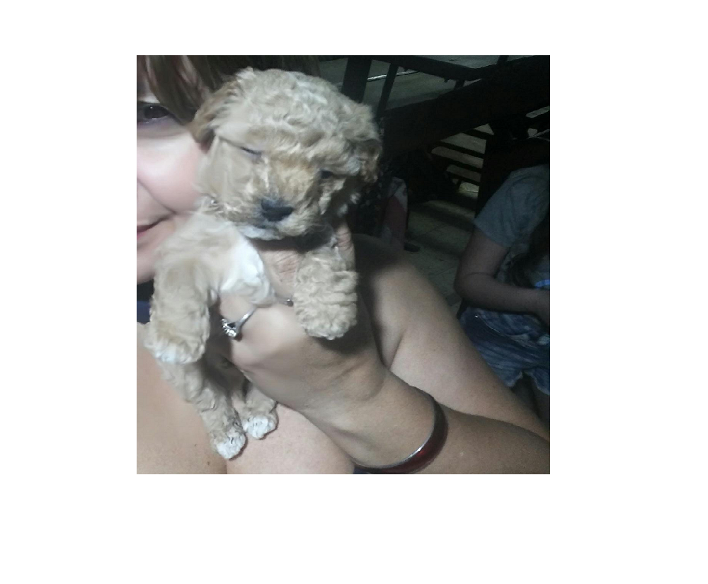 clover-caniche-maltes- 2020-09-07 (01)