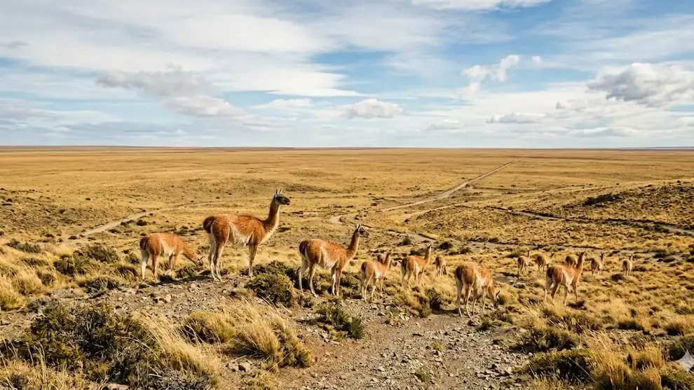 Guanaco-26-06-25-01