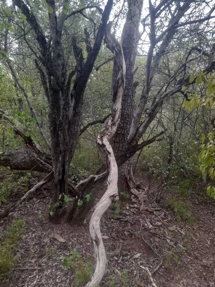 Parque-Natural-Loro-Hablador-22-05-20-03