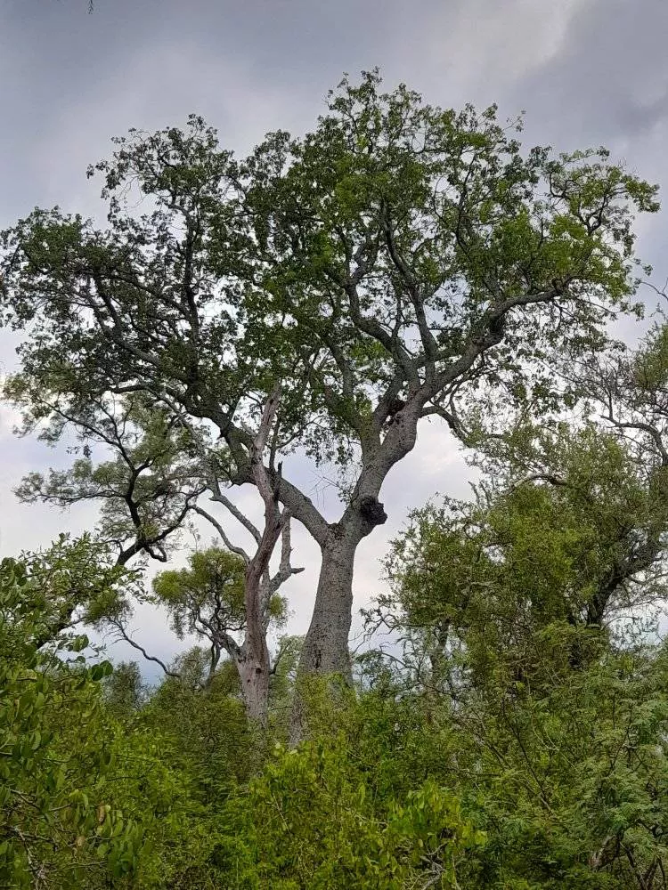 Parque-Natural-Loro-Hablador-22-05-20-05