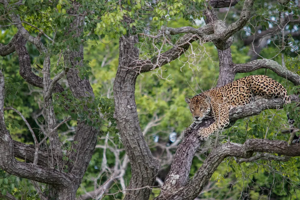 Dia-Del-Animal-Greenpeace-Yaguareté- © Eduardo Fragoso 25-04-28-01