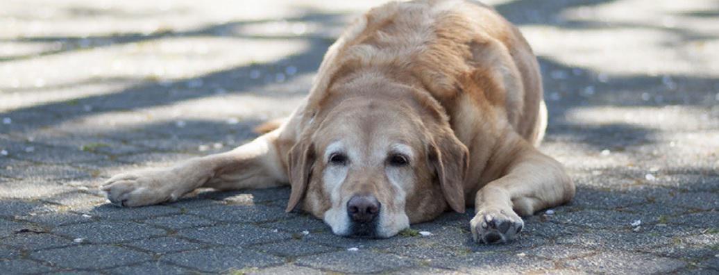 Perro-con-calor-22-11-04-01