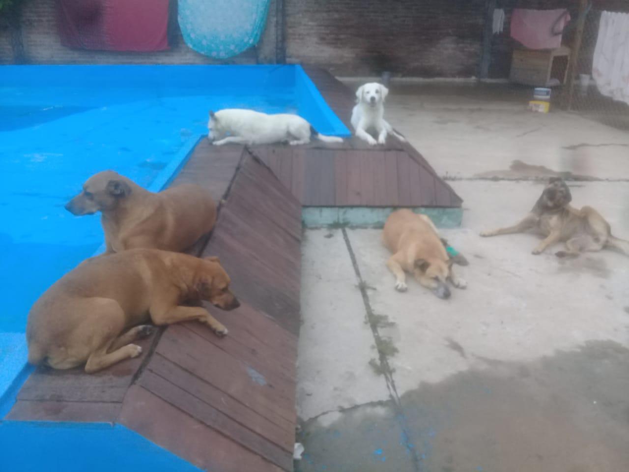 Huellas-Caninas-20-08-09-04