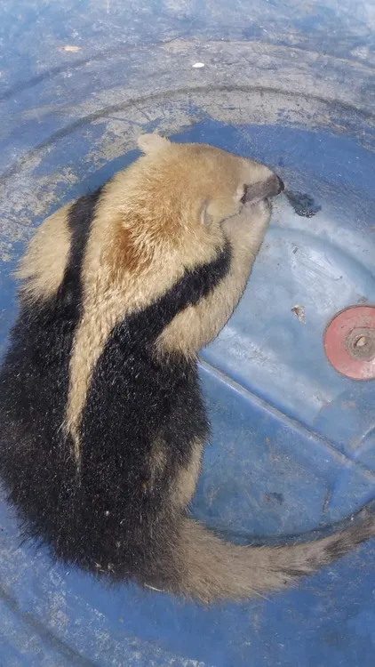 Oso-hormiguero-recuperado-24-01-22-01