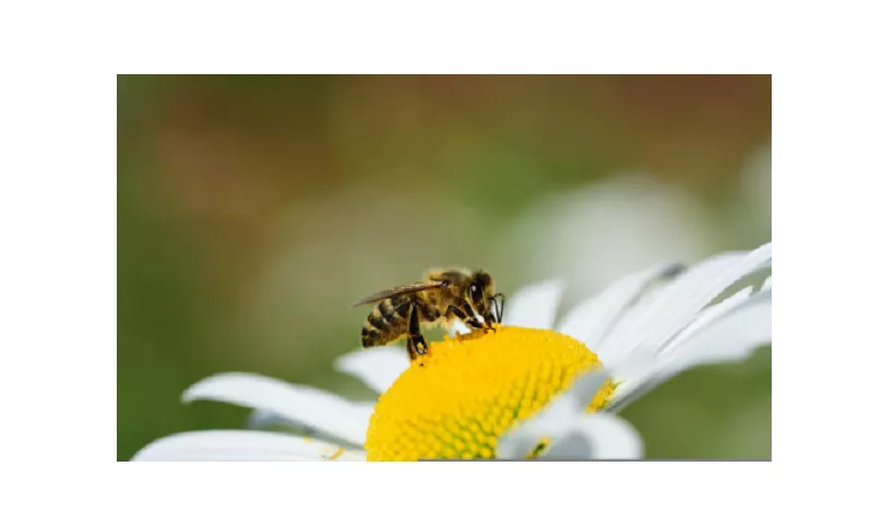 abeja-01