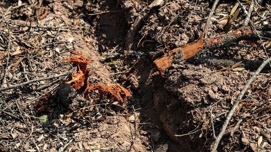 Desmontes-Chaco-19- ©- Martin Katz-Greenpeace-25-08-26-03