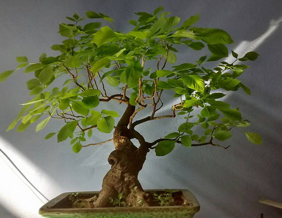 Bonsai-01