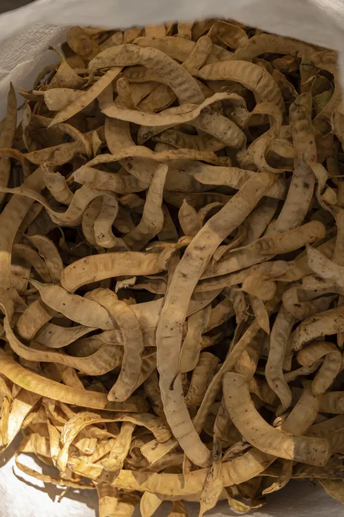 Colecta de algarroba_diciembre2022_ ph Miranda Volpe__DSC0688