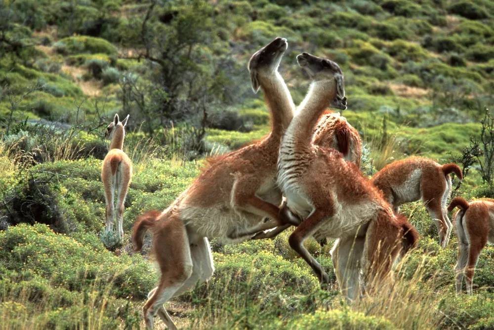 Dia-del-Animal-Guanaco © Greenpeace  Daniel Beltrán 25-04-28-01