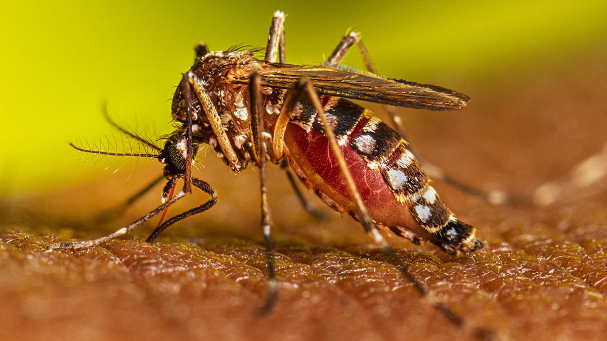 Aedes-aegypti-23-01-12-01