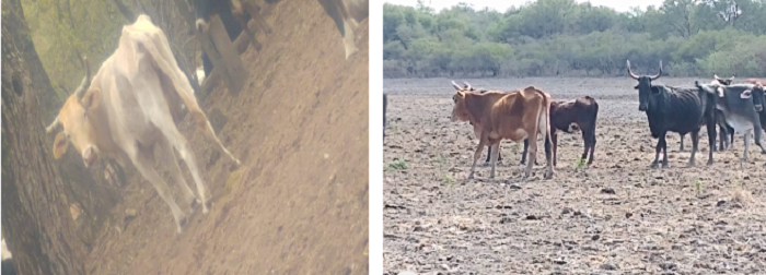 animales-desnutricion 2020-08-11