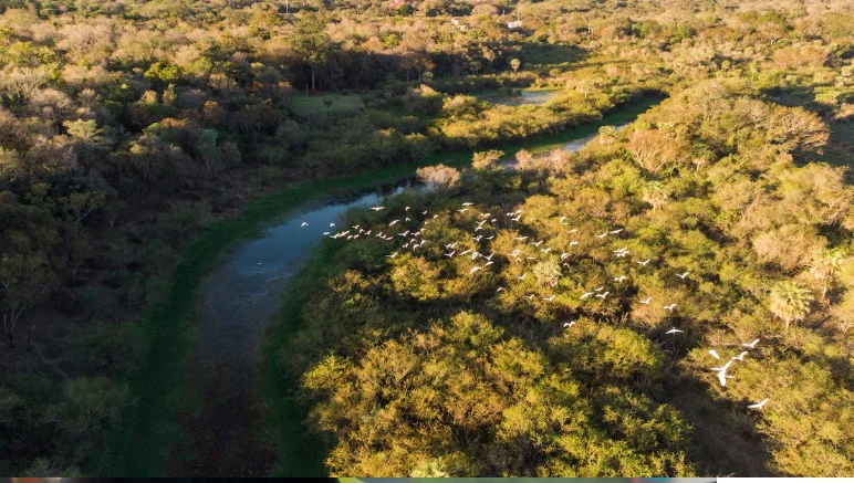 Chaco-Aves-26-06-04-01