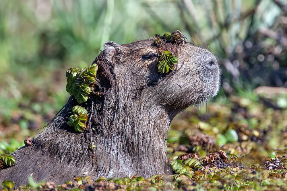 Dia-del-Animal-Greenpeace-Carpincho © Pablo Rodríguez Mérkel-25-04-28-01