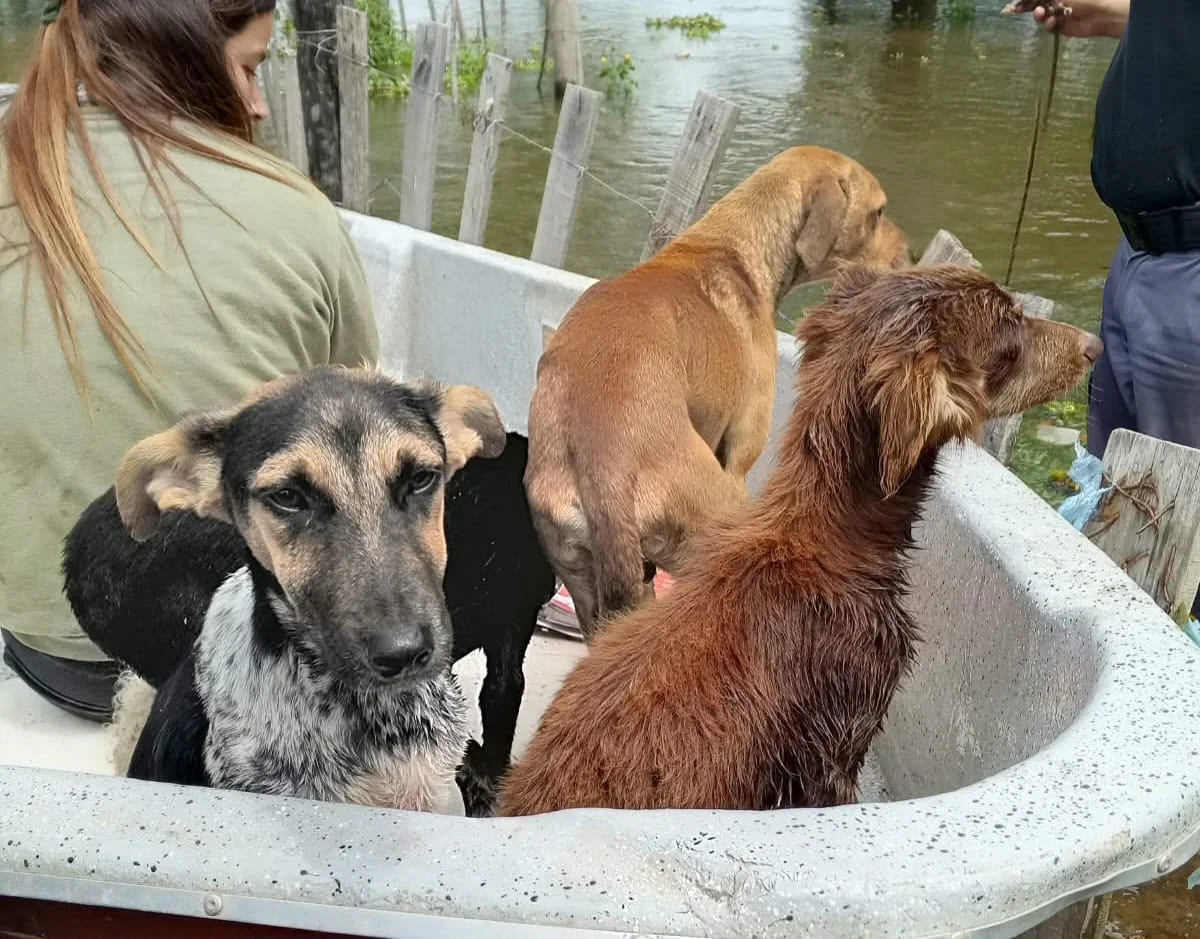 Division-Fluvial-Rescate-de-animales-26-10-22-03