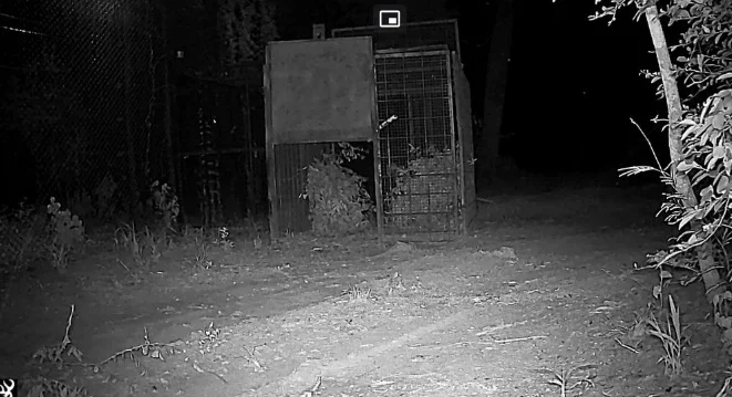 Yaguarete-26-0-08-06-02