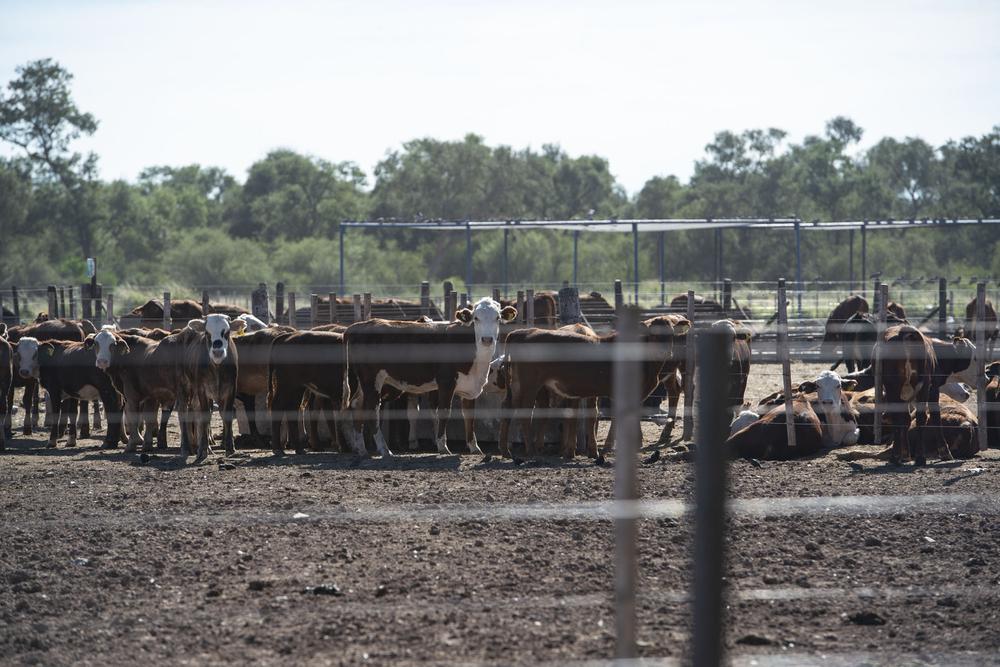 Greenpeace-desmontes-08