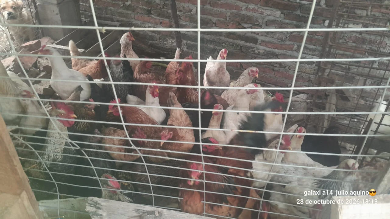 Evacuados-Antequeras-26-10-29-11