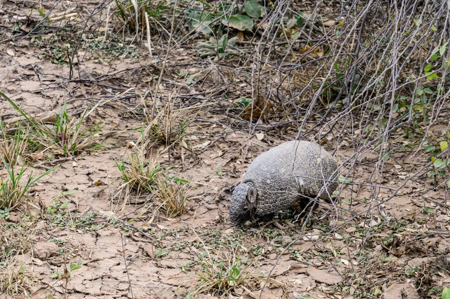 Desmontes-Chaco-19- ©- Martin Katz-Greenpeace-25-08-26-08