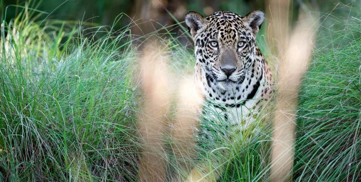 Jaguar-Rivers-26-09-29-04