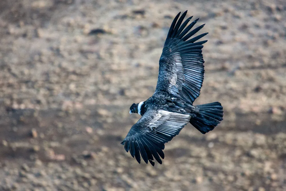 Dia-del-Animal-Cóndor Andino © Antonio Núñez Lemos 25-04-28-01