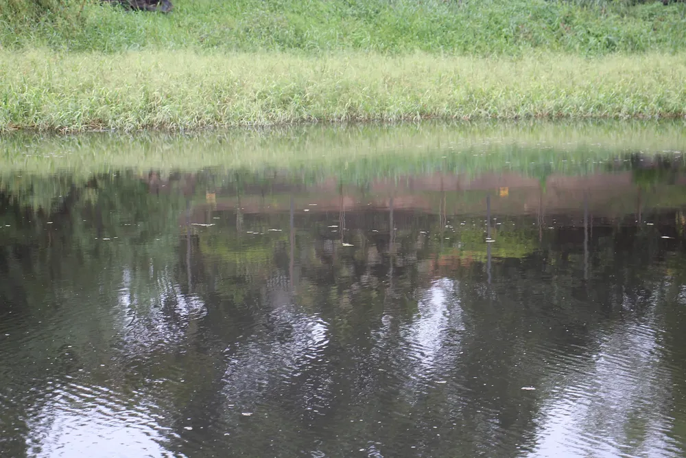 Pescados-podridos-en-el-rio-Negro-25-04-04-01