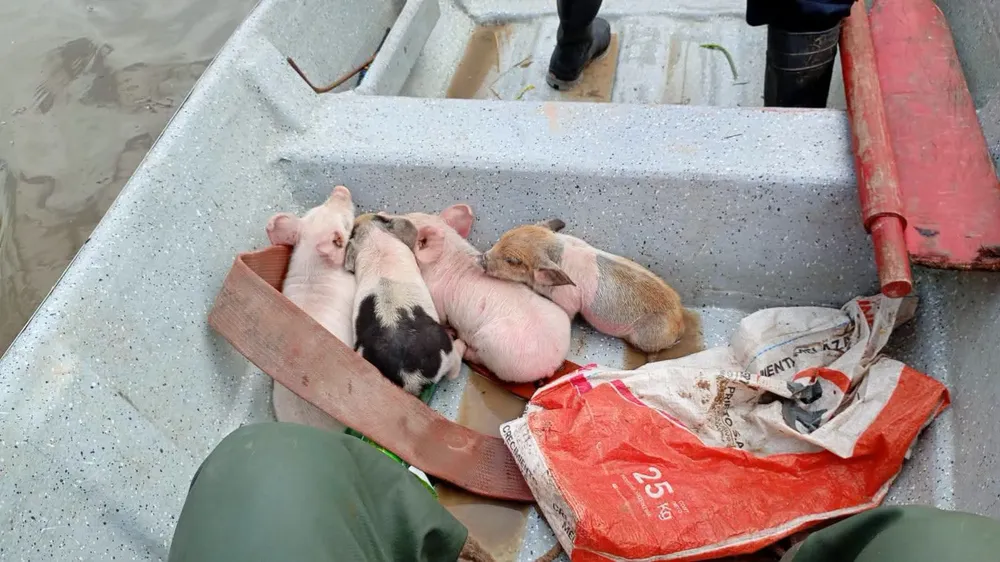 Division-Fluvial-Rescate-de-animales-26-10-22-02