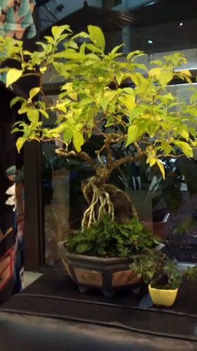 Bonsai-02