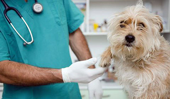 Quirofano-veterinario-movil-01