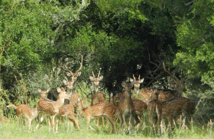 Ciervos-axis-en-Chaco-Juan-Francisco_Tellarini-25-09-07-01