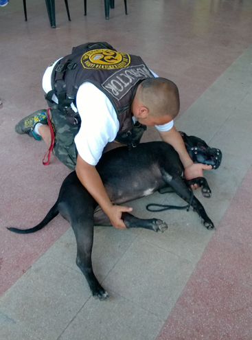 Adiestramiento-canino-Escuela-Yamaguchi-02
