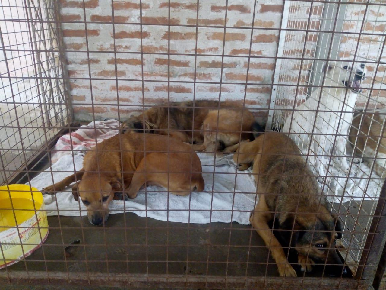 Huellas-Caninas-20-08-09-10