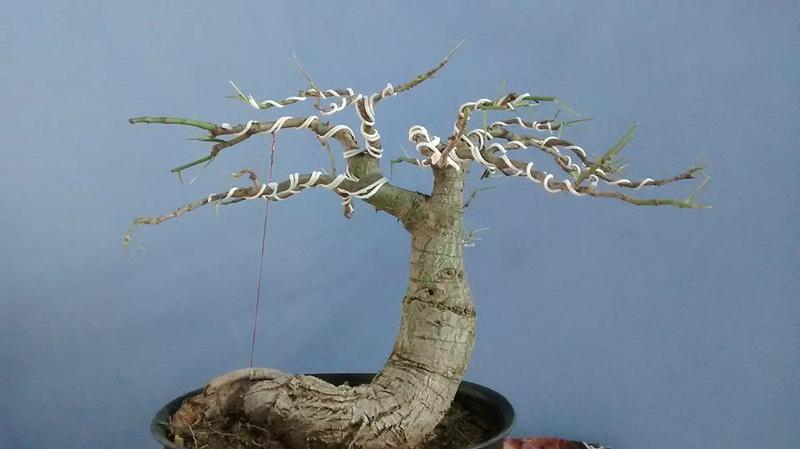 Bonsai-05
