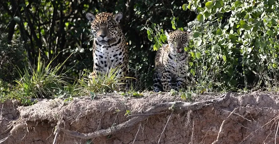 Yaguarete-25-08-06-01