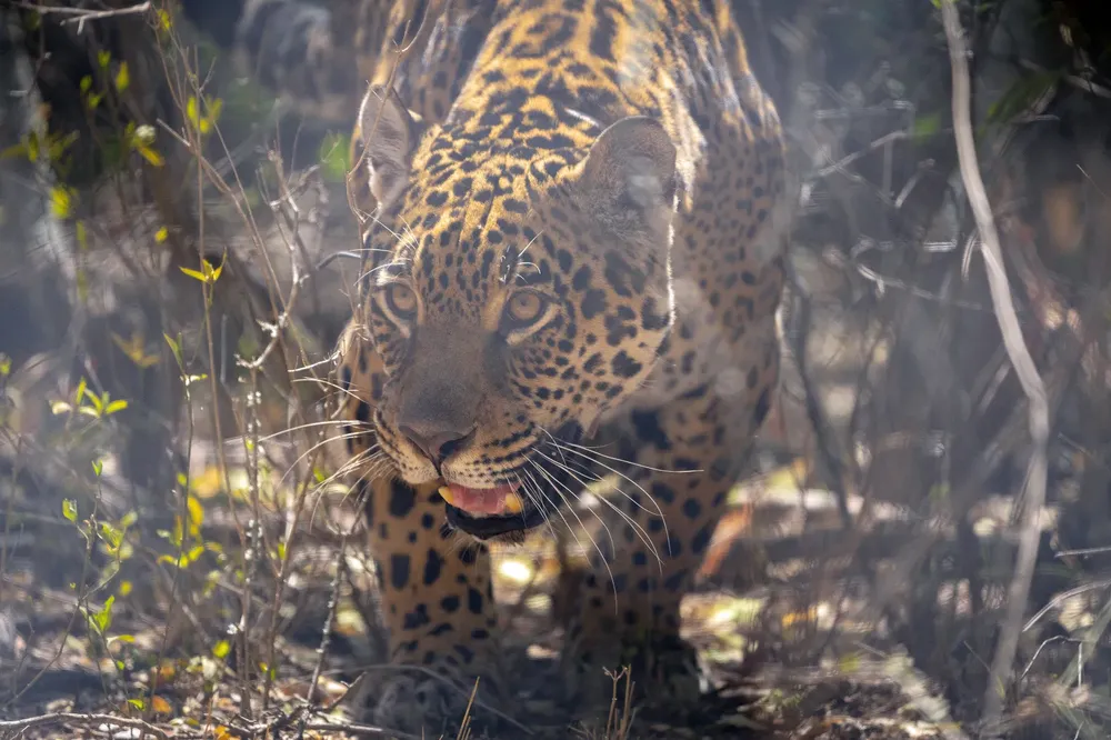 Parque-Nacional-El-Impenetrable-24-07-31-09